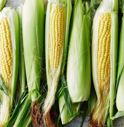 Ecobasic Maize Yields
