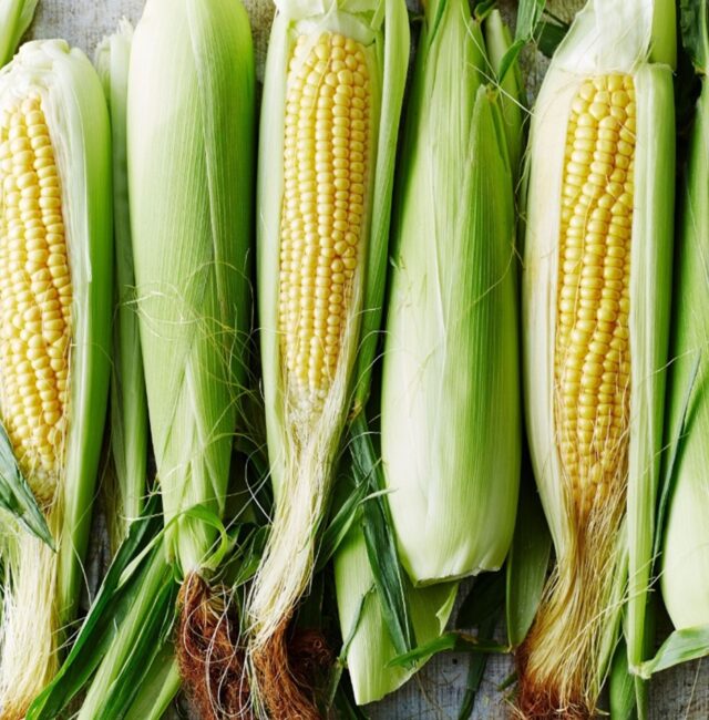 Ecobasic Maize Yields