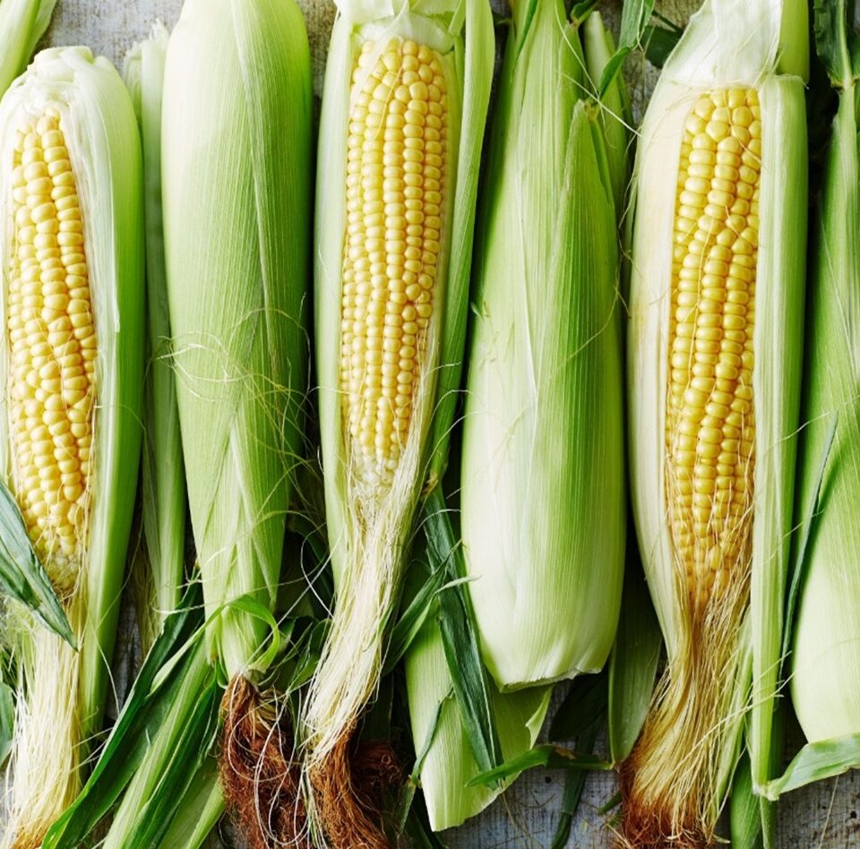 Ecobasic Maize Yields