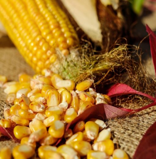 EcoBasic Seeds