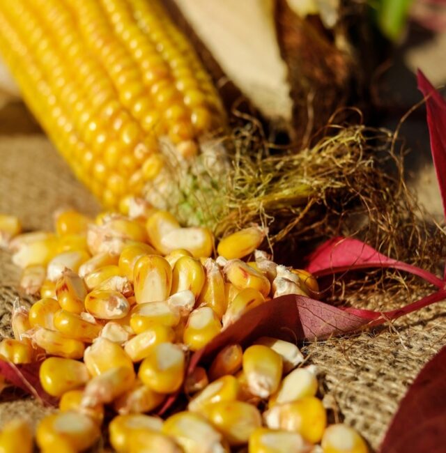 EcoBasic Seeds