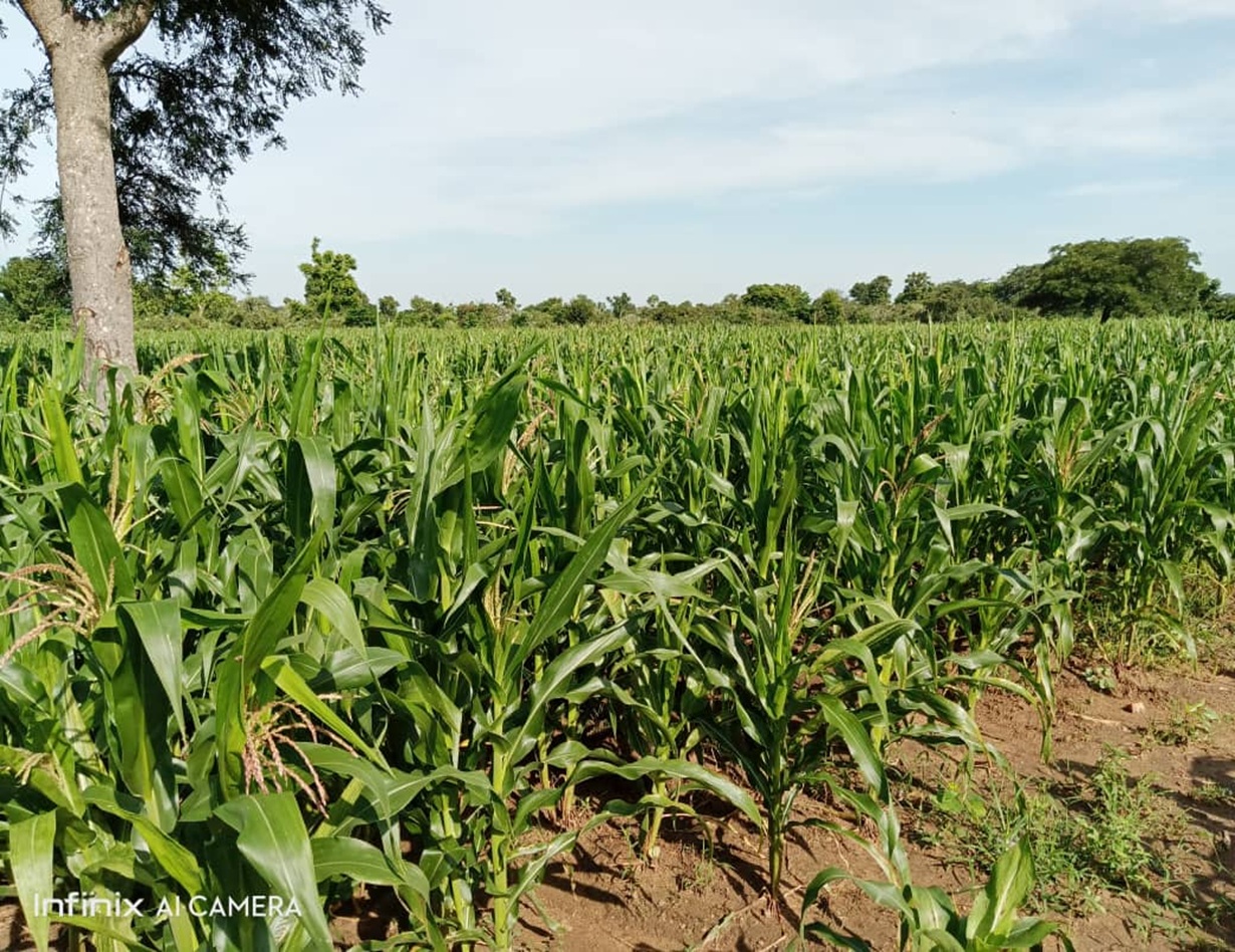 EcoBasic Seed Field