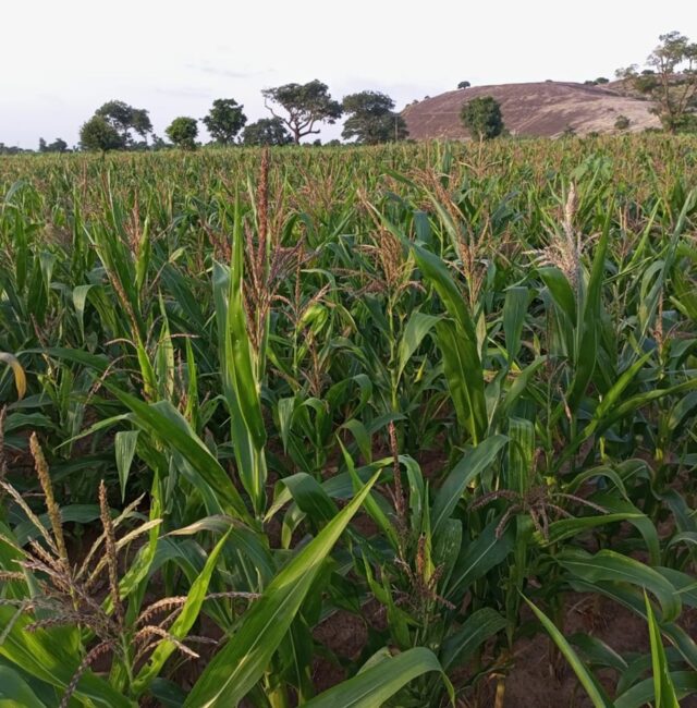 Sammaz 52 Demo Farm