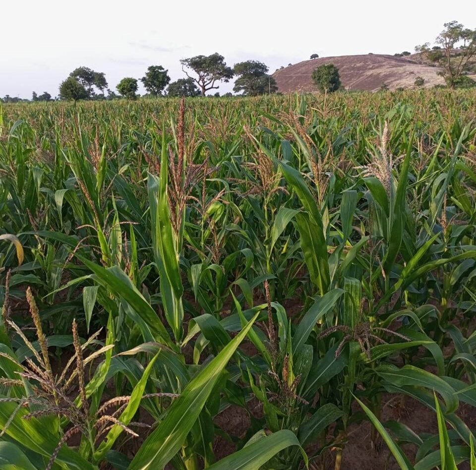 Sammaz 52 Demo Farm