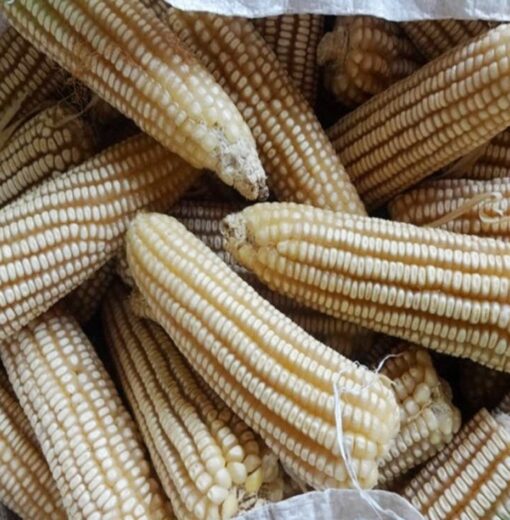 EcoBasic White Maize