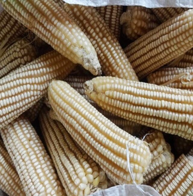 EcoBasic White Maize