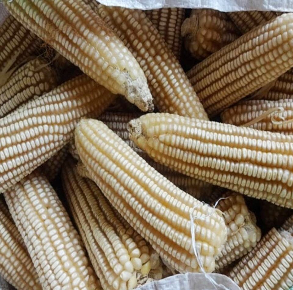 EcoBasic White Maize