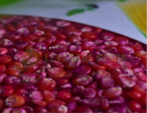MAIZE-SAMMAZ-52-Yellow-2kg-300x300