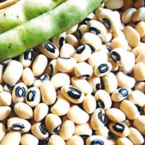 PBR cowpea PBR cowpea